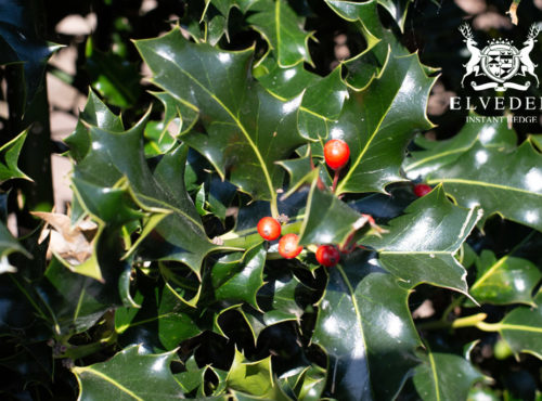 Common Holly Shot 2